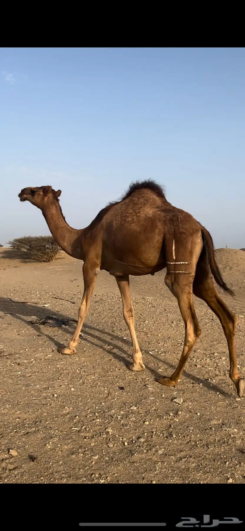 قعود 0