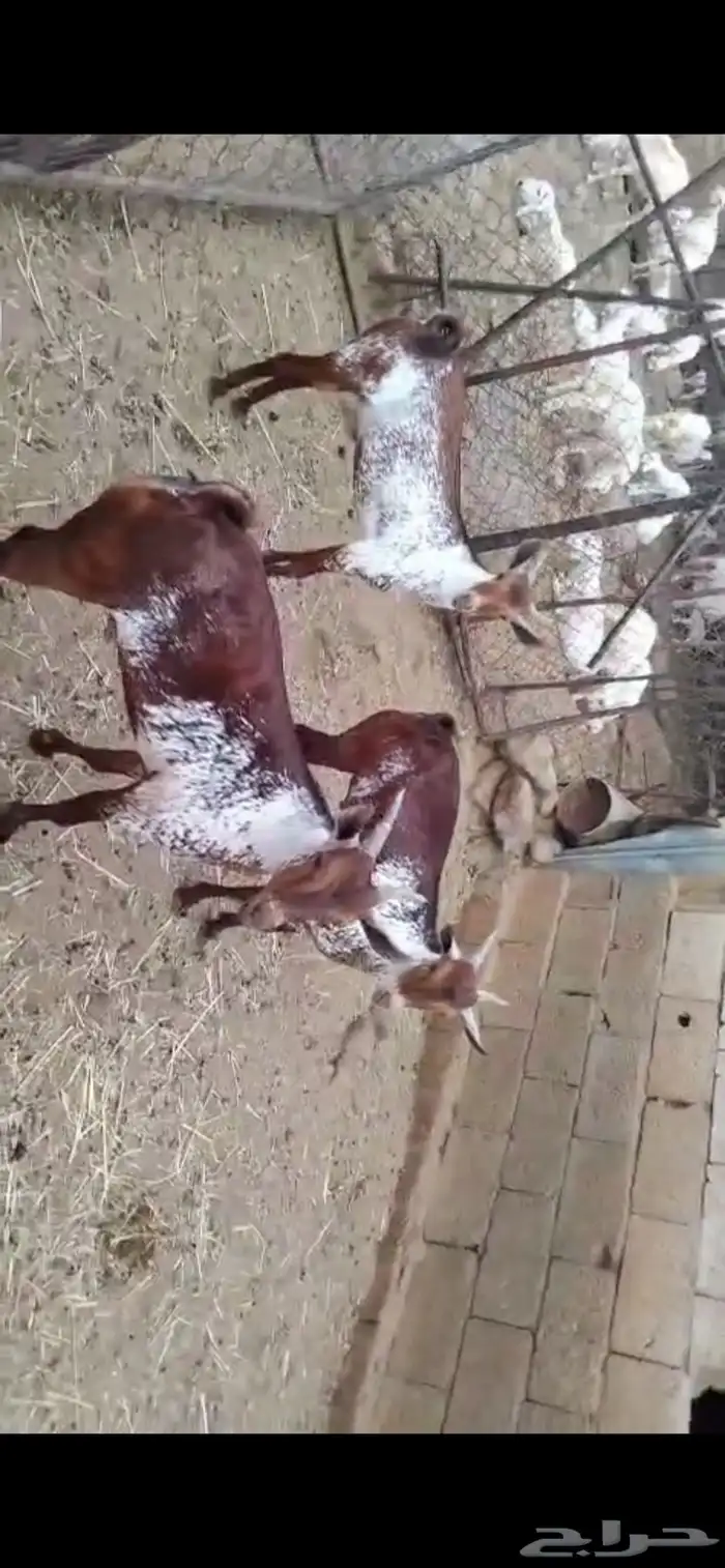 للبيع تيوس وشح فحول 5