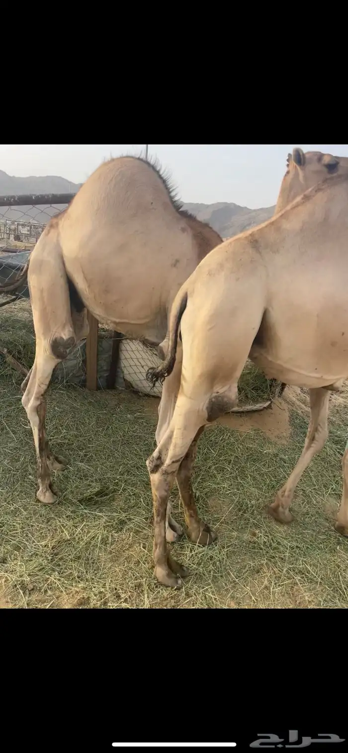 قعدان كفووو 1