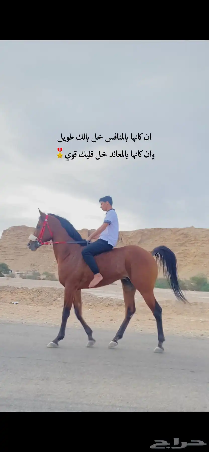 حصان سبوق و محقق ثلاث كسبات الاول و جاهز لا اقرب سباق 0