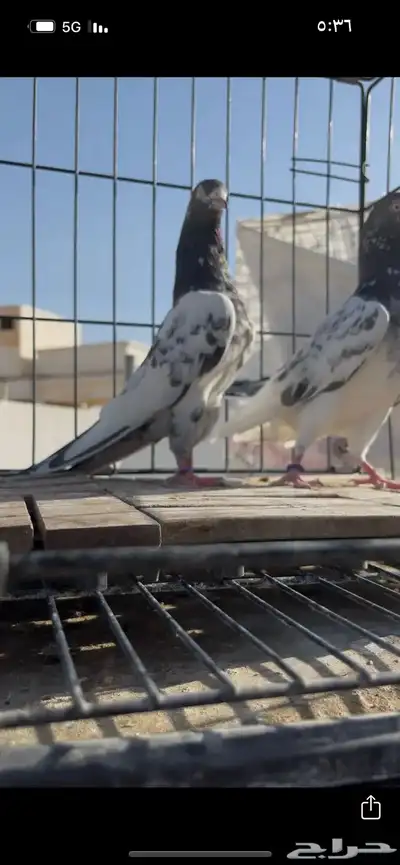 حمام باكستاني سخي 2