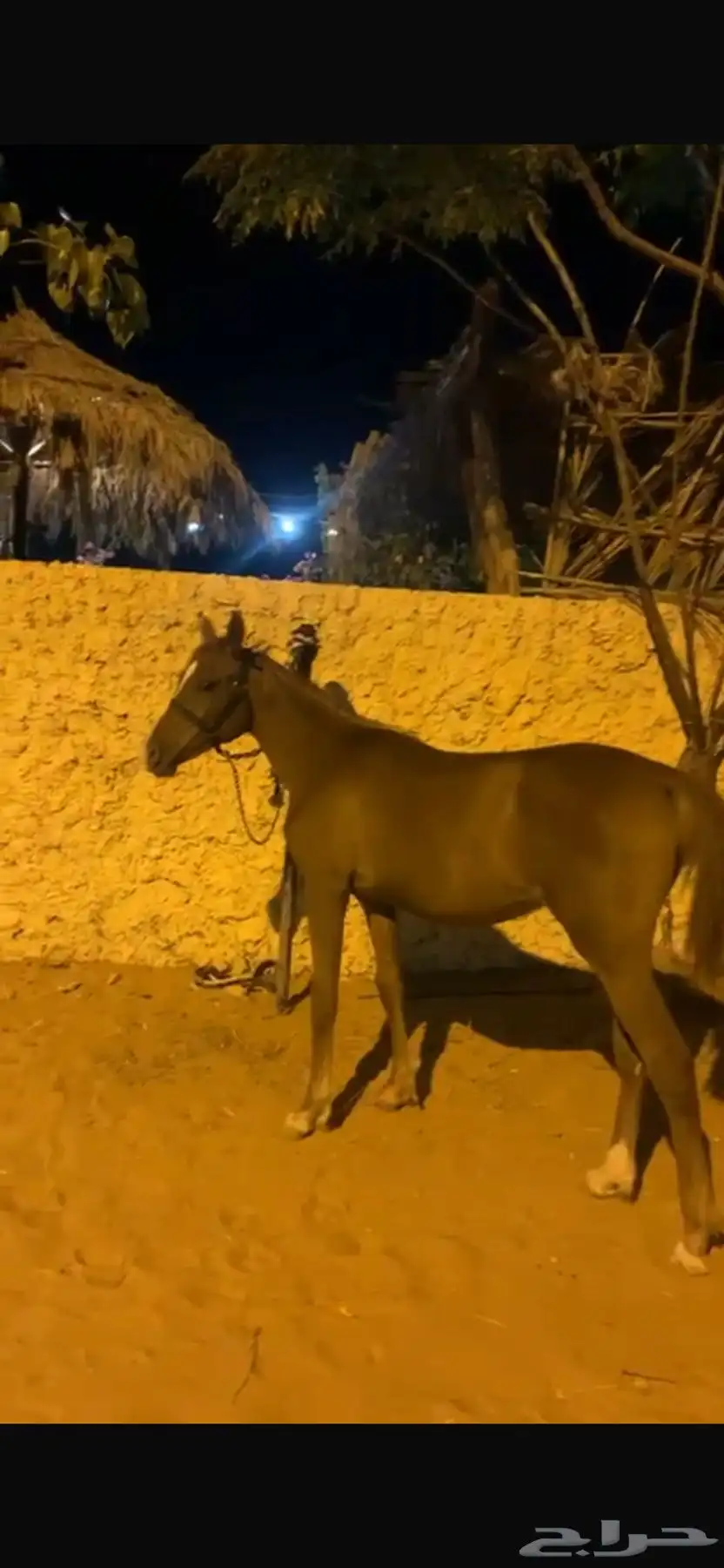 مهره عربيه اصيل 0