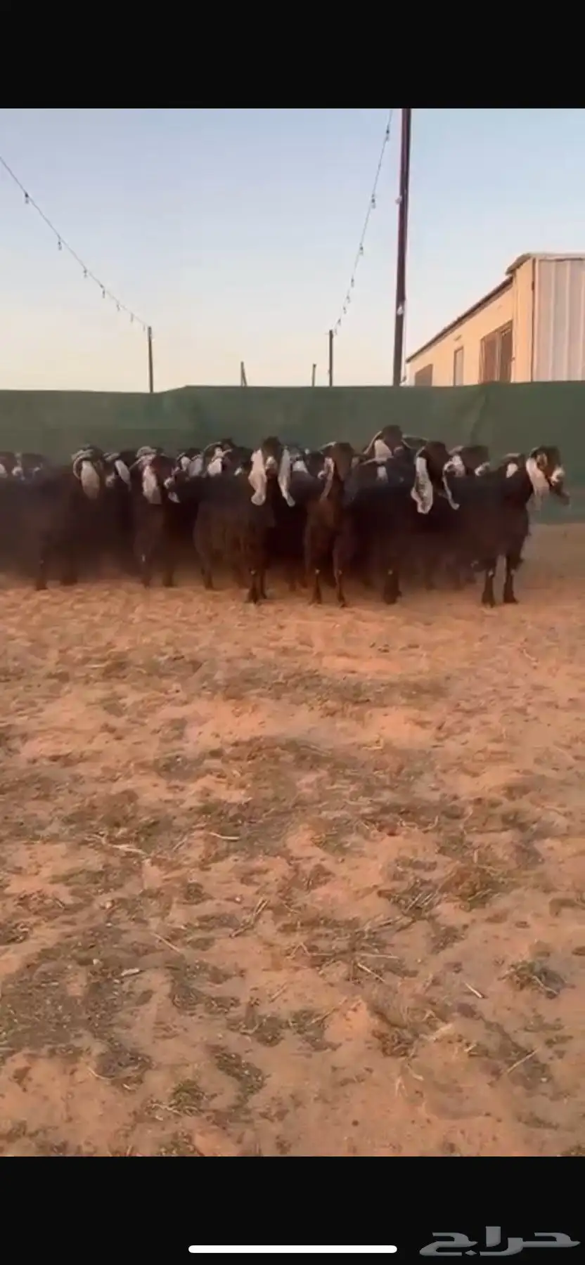 معزا 2