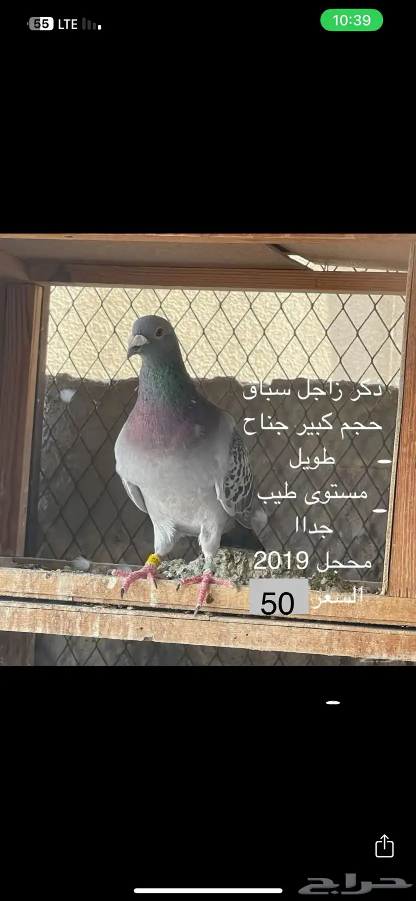 ذكور زواجل index