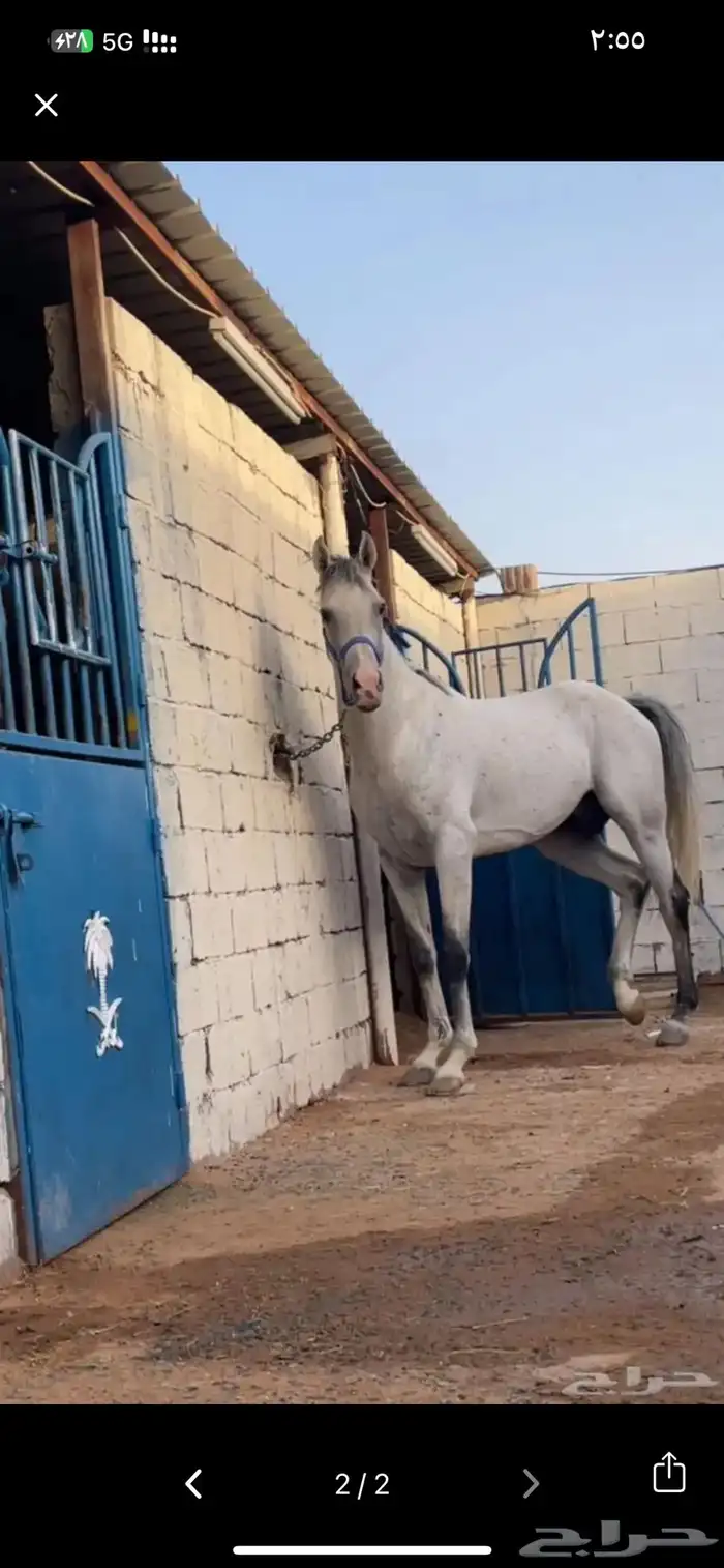 حصان شيخ سبوق فزاز 1