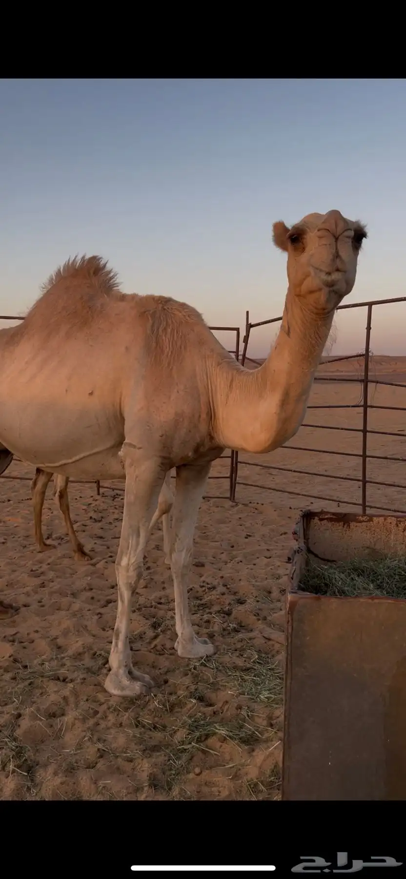 للبيع عشرا 1