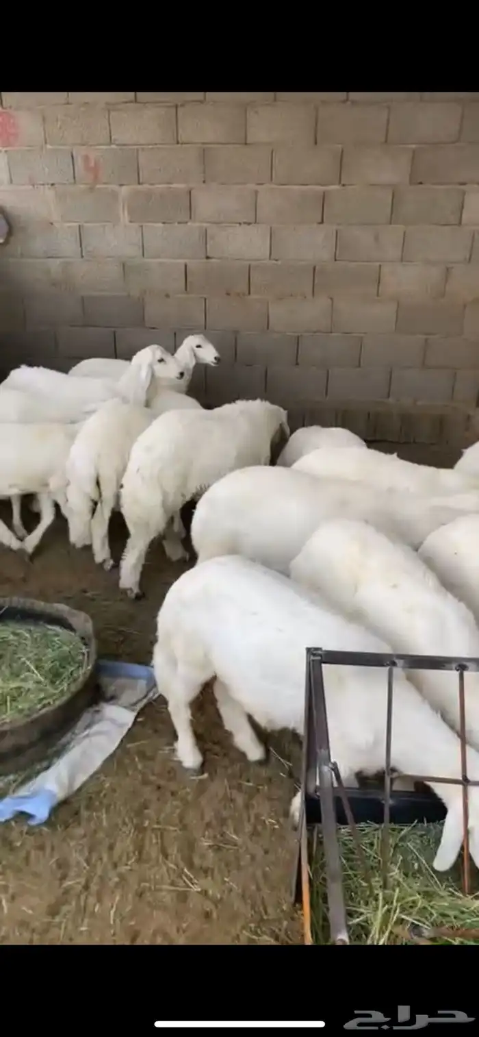 بهم ربو كفوو 2