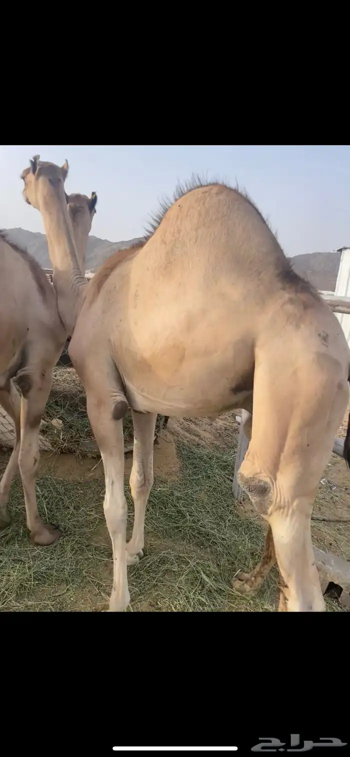 قعدان كفووو 0