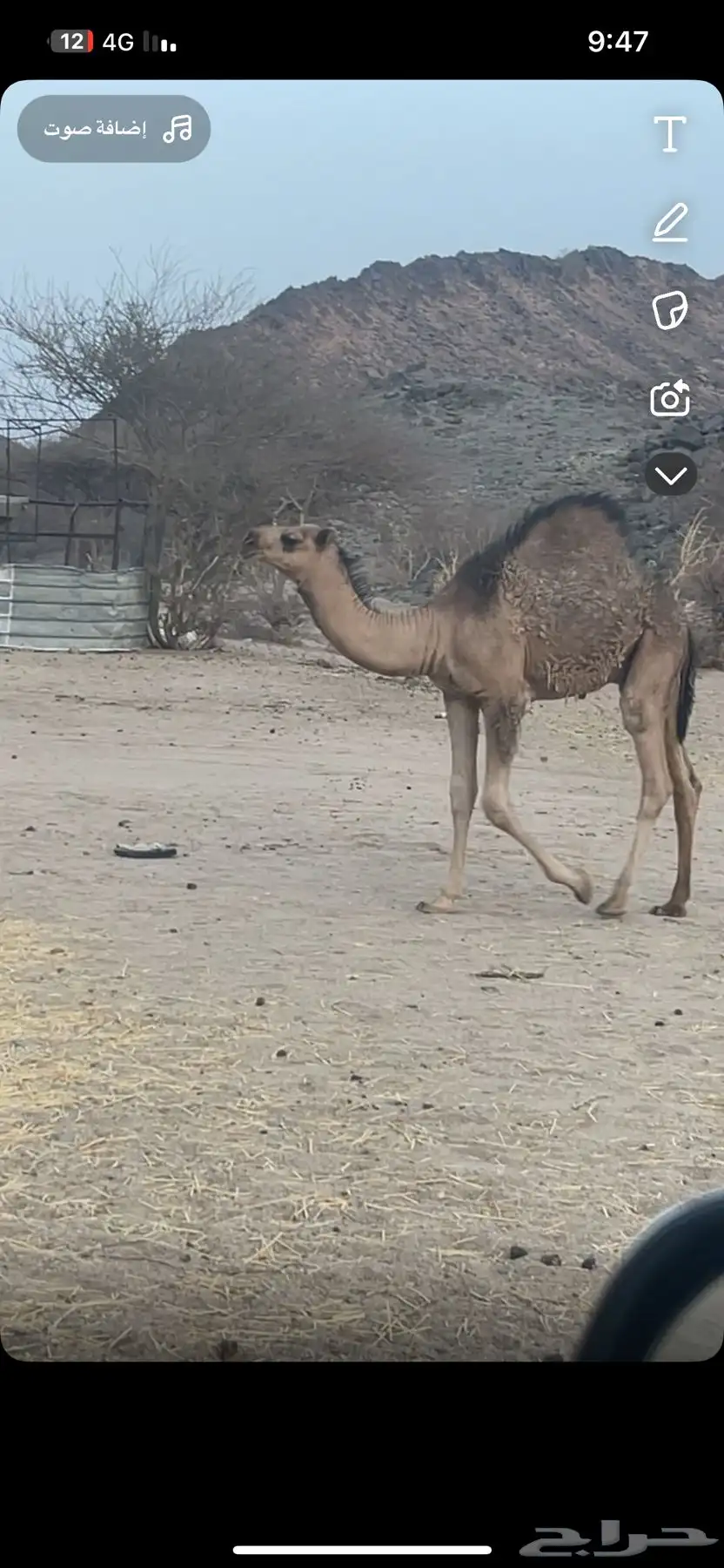 قعود كفو ومغلق عمره 5 شهور 0