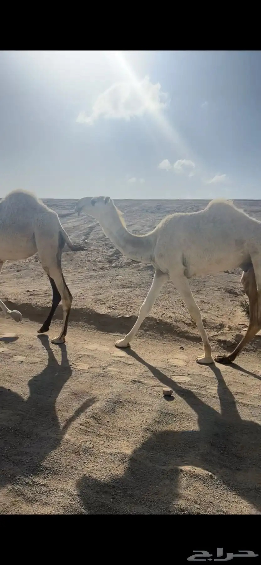 قعود حق تمامي على فحول هيف يدخل لقي شهر 7 هجري 1
