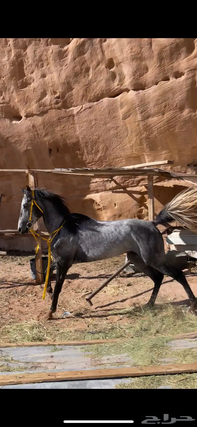 خيل حصان شعبي سباق index