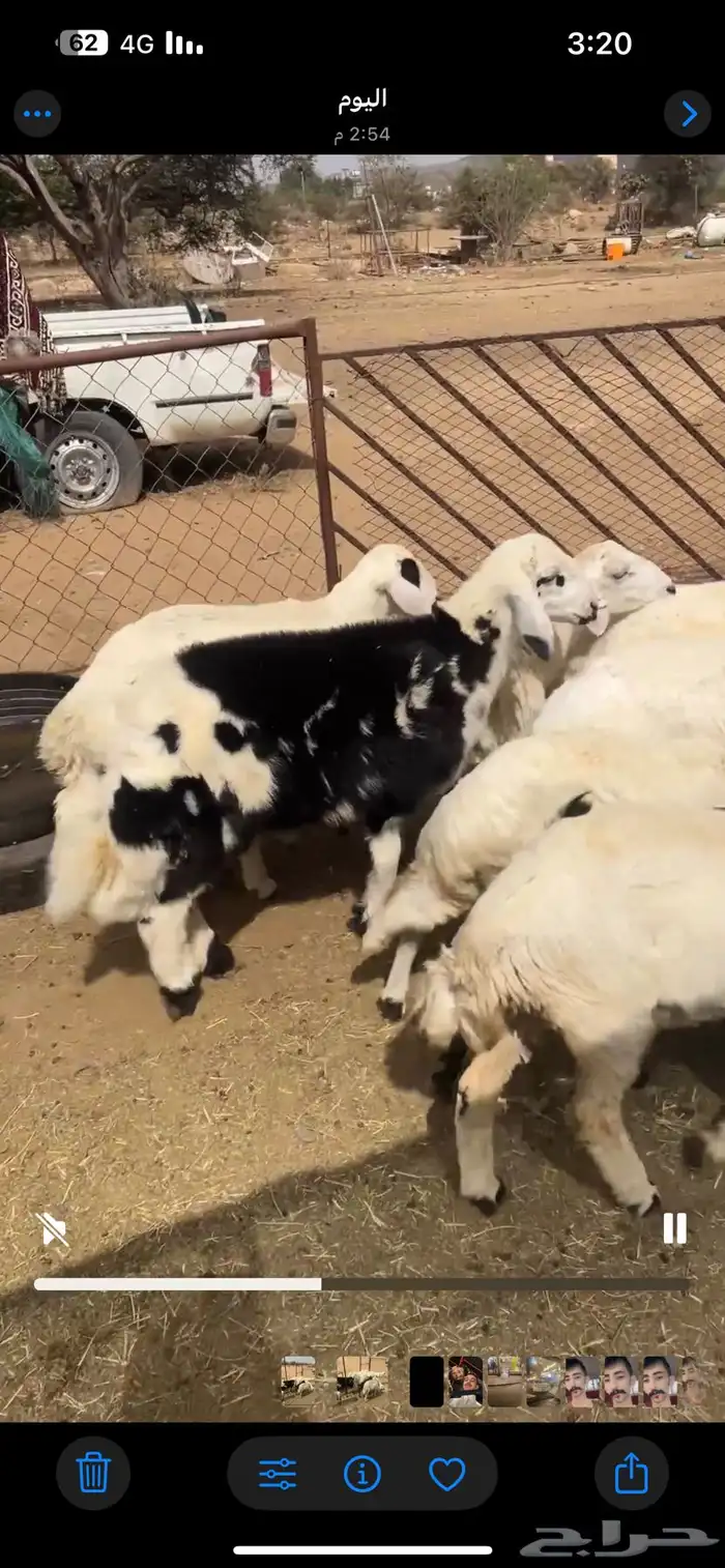 ذبايح رخال وخرفان 0