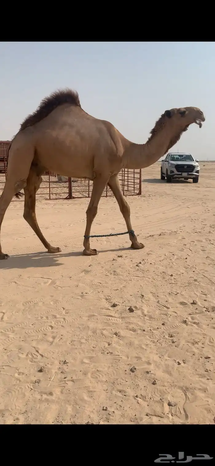 حق عمته الفرديه سمو 0