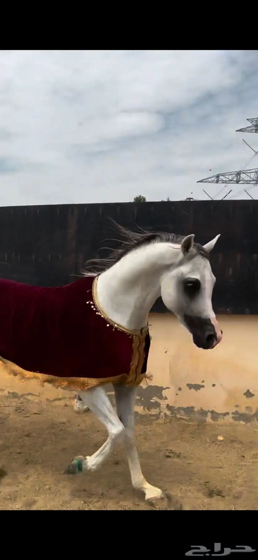 خيل index