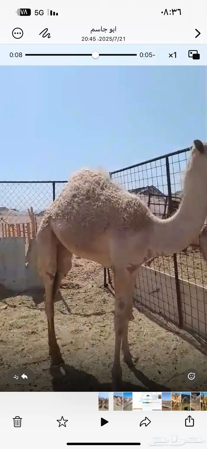 بكره بنت اليزر 1
