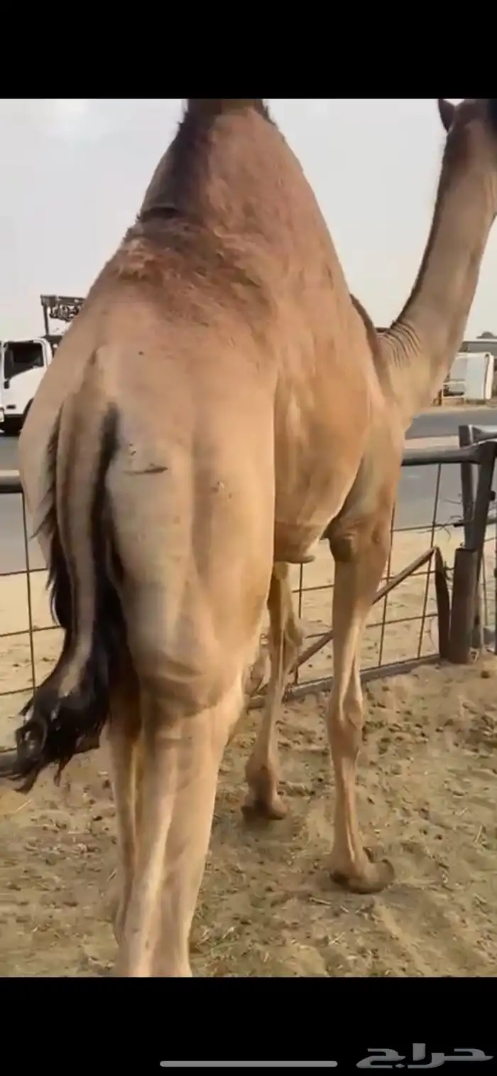 قعود قعدان حشو للبيع زواجات ومبادي شي طيب مشروط 4