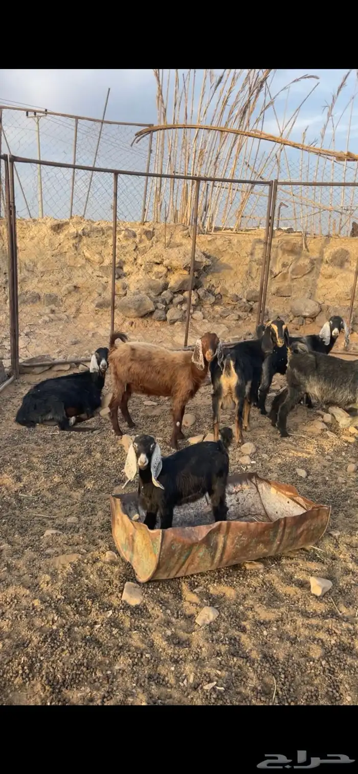 معزا طيبه مضاريع 1