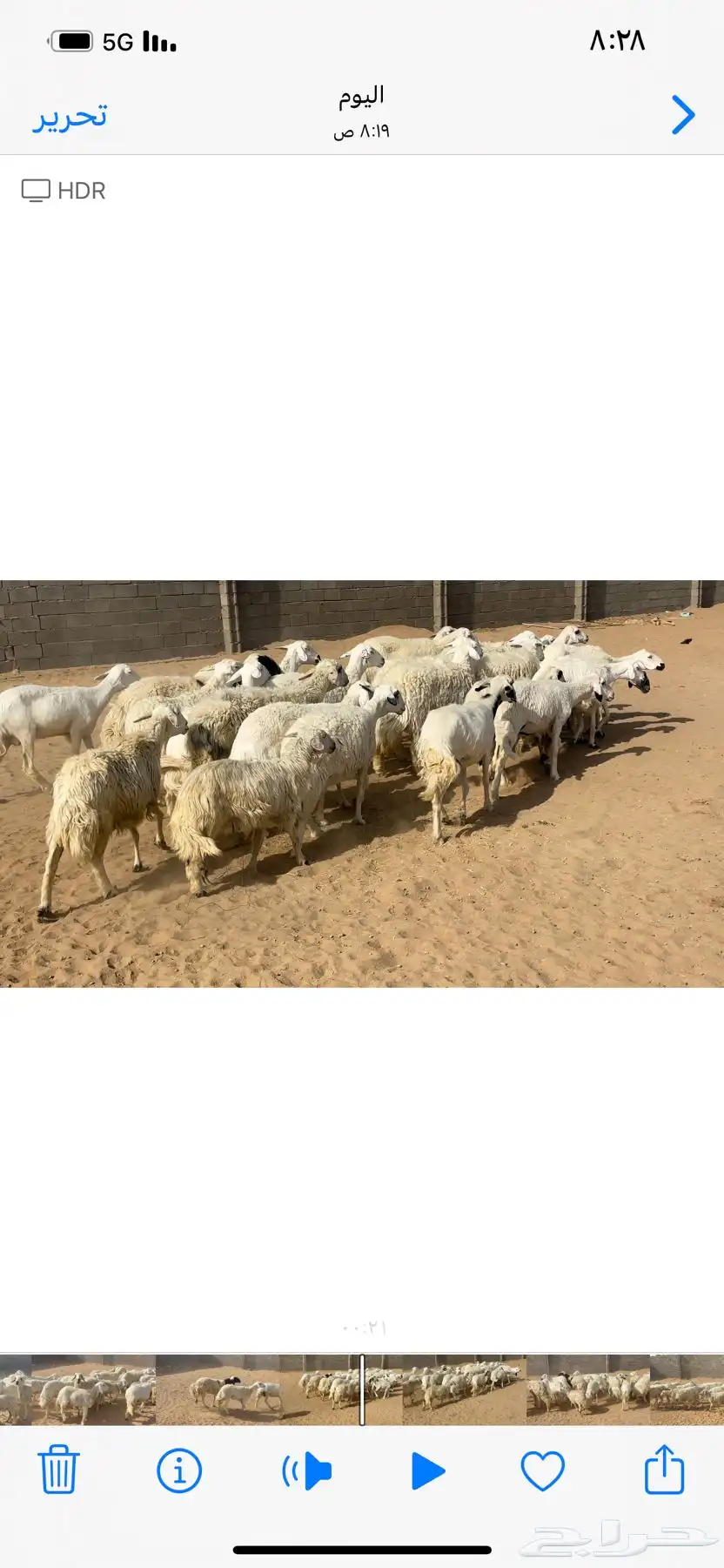 ضان ومعزا. 1