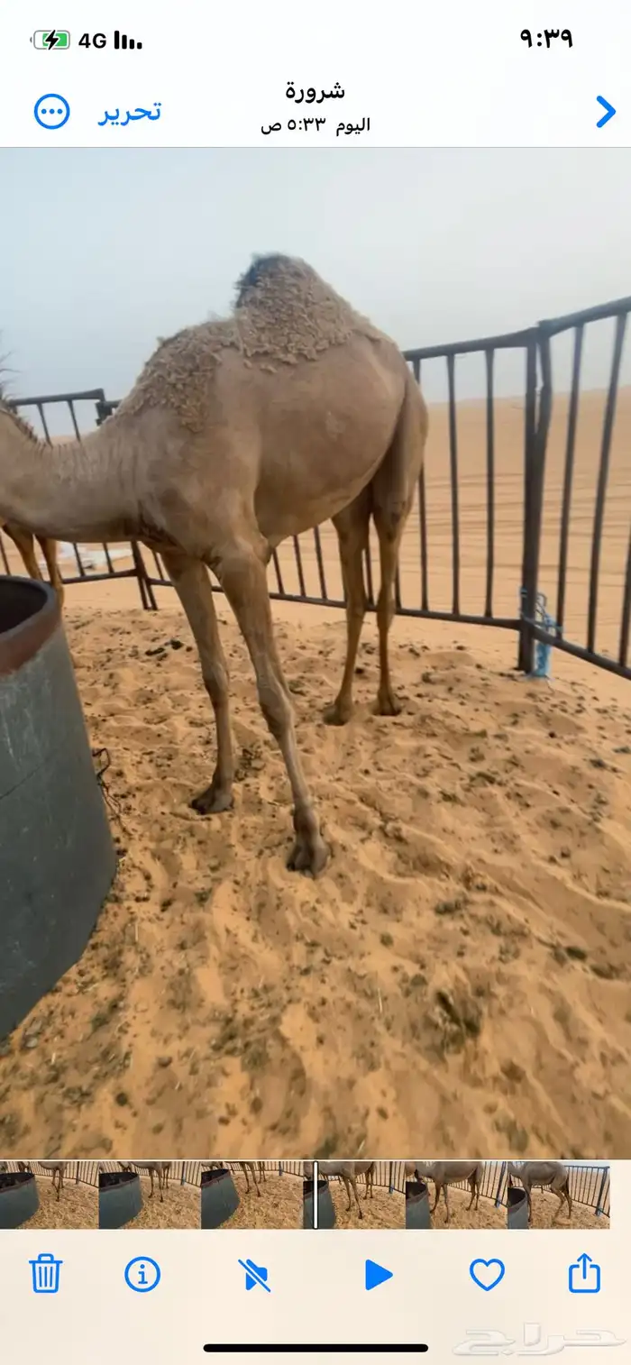 مفروده فل شحم للبيع 1