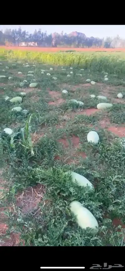 بطيخ للبيع 0