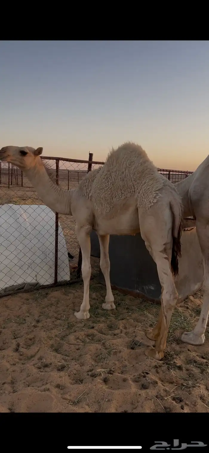 للبيع عشرا 2