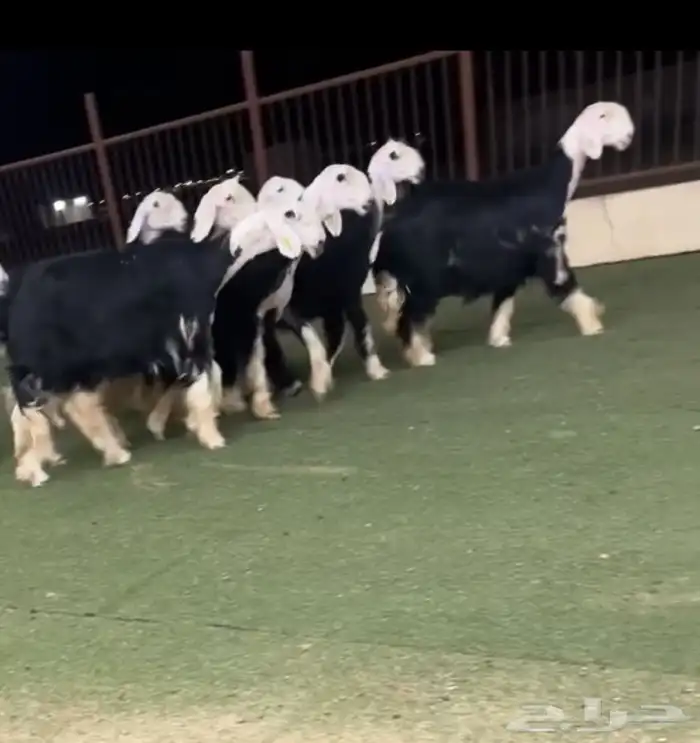 رخال نجد صنف 0
