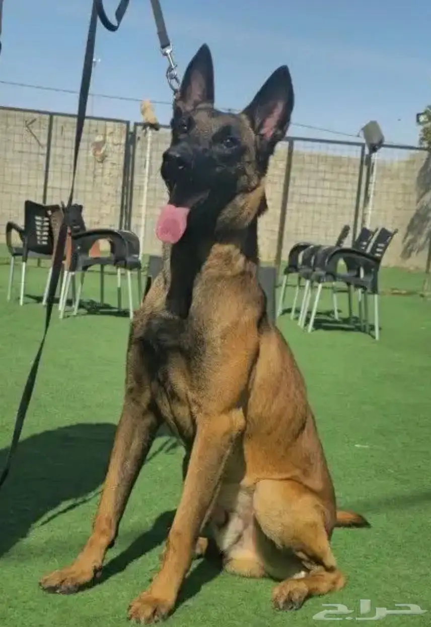 جوز كلاب مالينو بلجيكي index