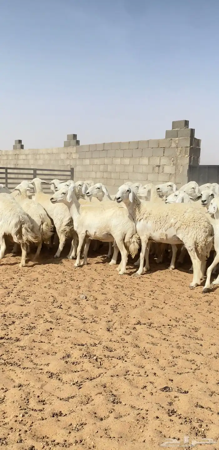 غنم متابيع حريات حرش مراح واحد 59 يتبعها 59( تم البيع ) 8