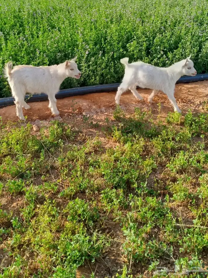 ماعز قزمي للبيع 1