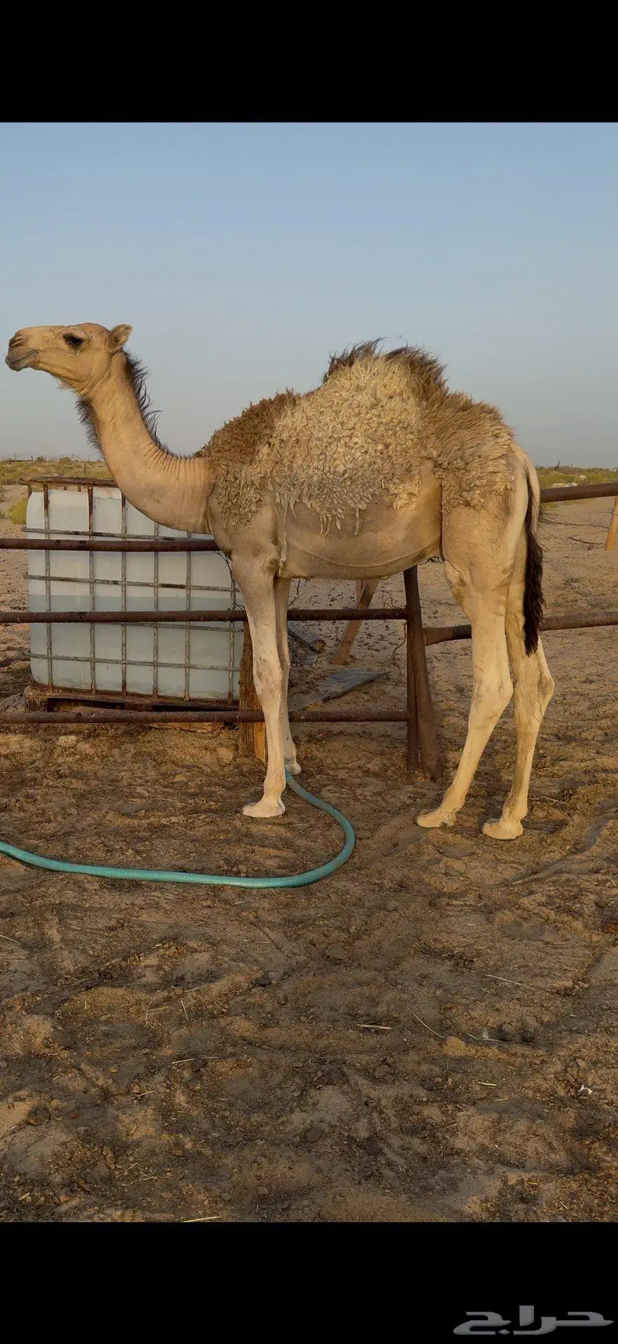 للبيع قعود قصب index