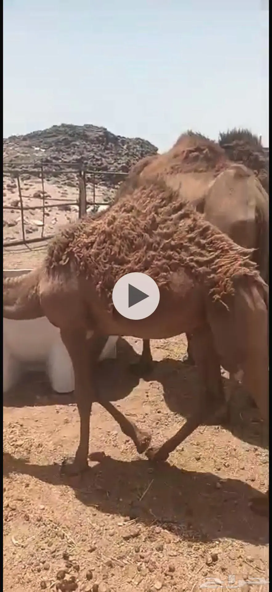 بكره طيبه للبيع 1