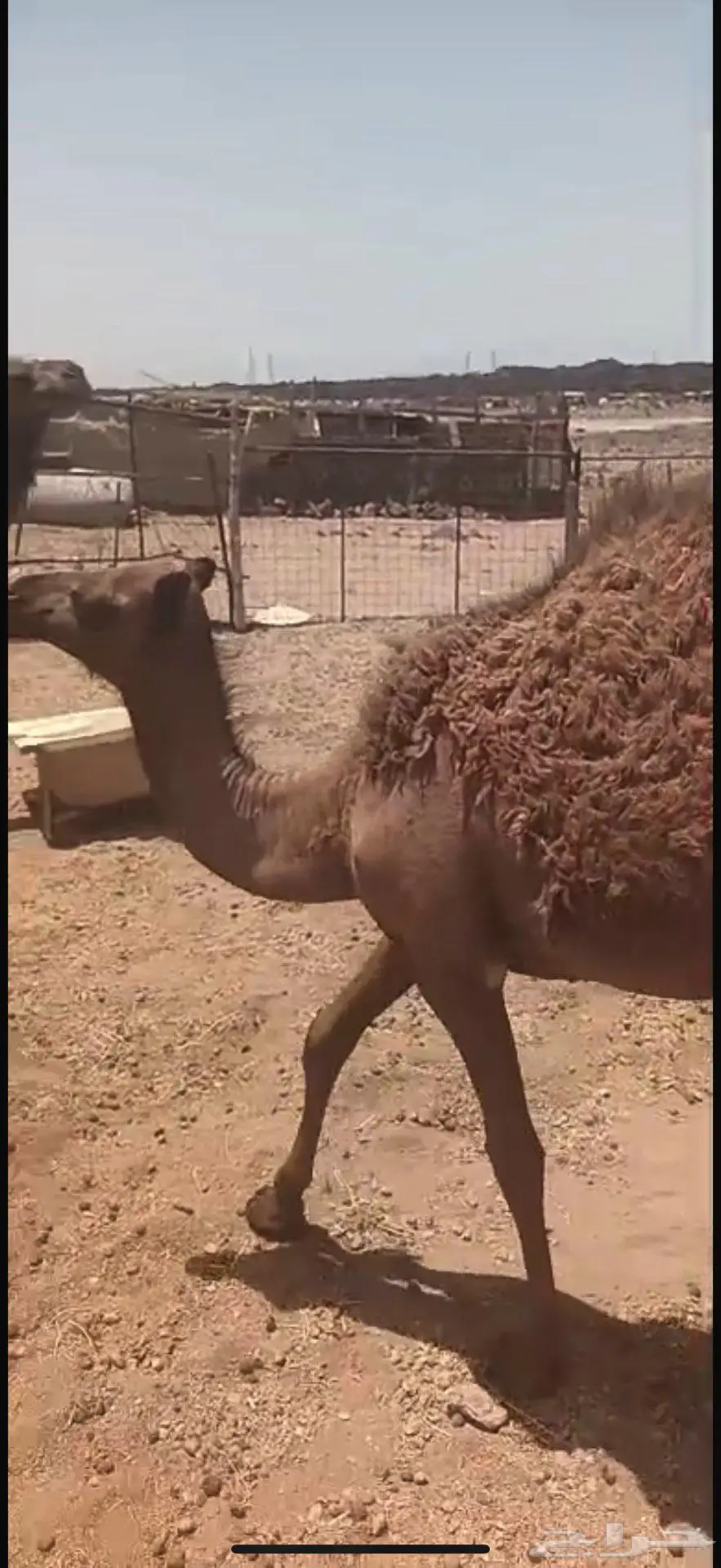 بكره طيبه للبيع 0
