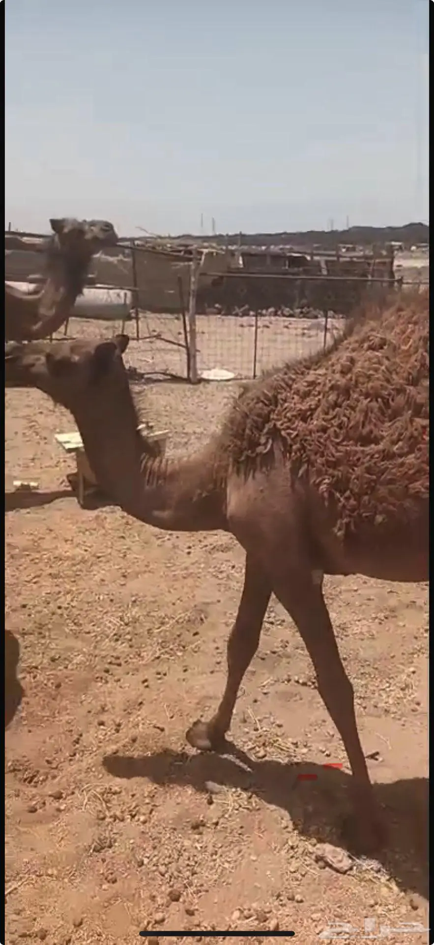 بكره طيبه للبيع 2