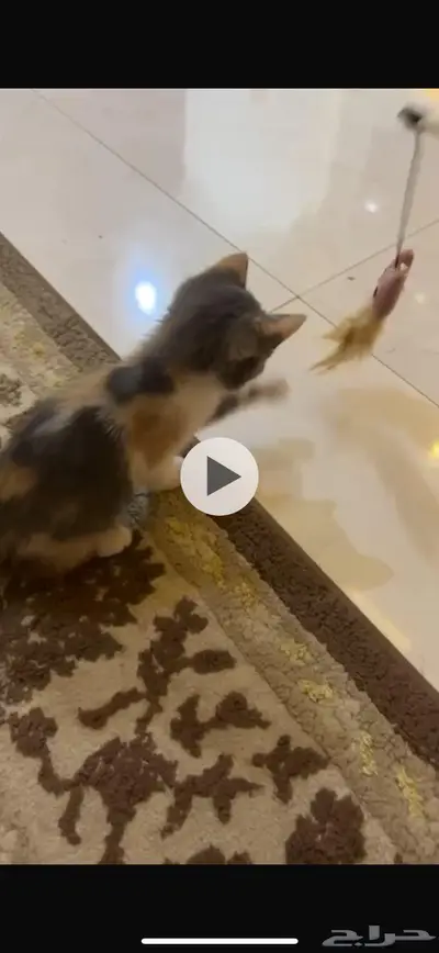 قطه للتبني عمرها 3 شهور 1