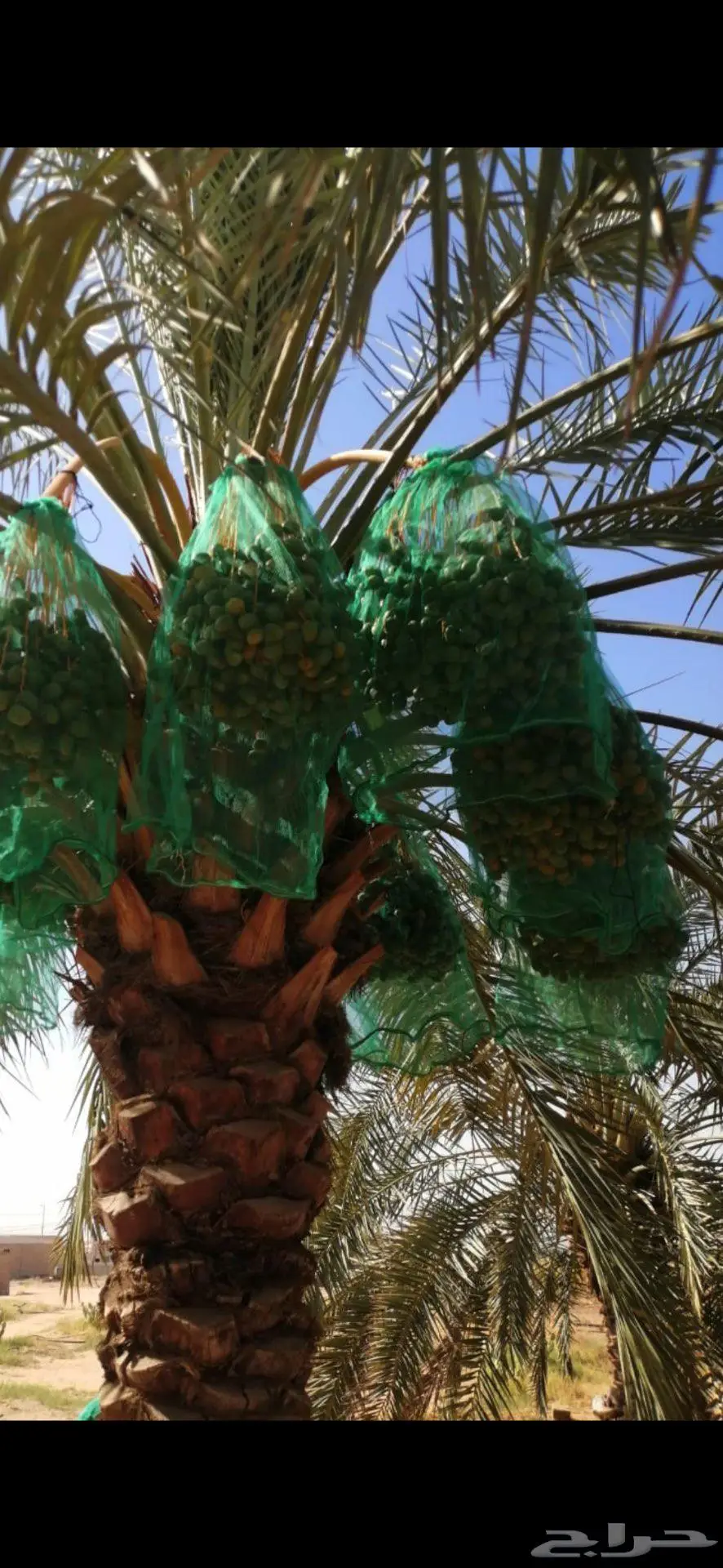 ثمرة نخيل ثمرة تمور للبيع 0
