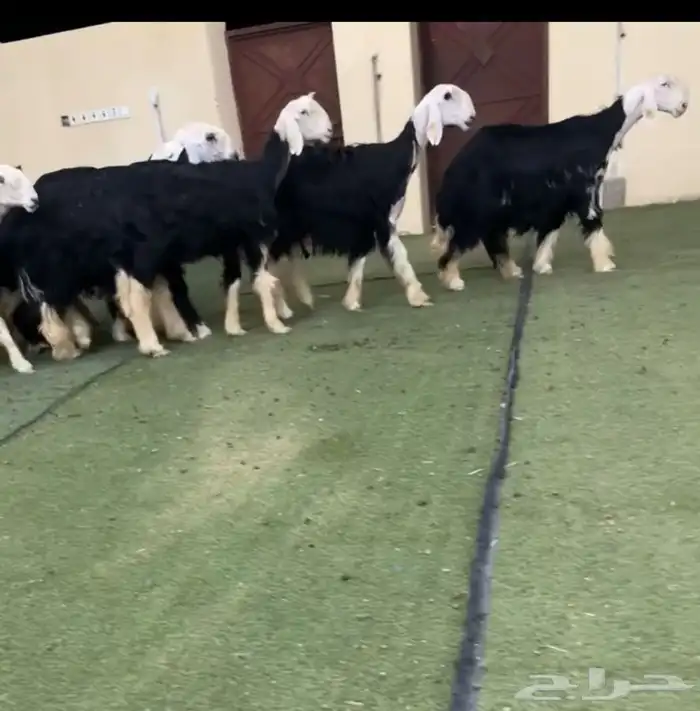 رخال نجد صنف 1