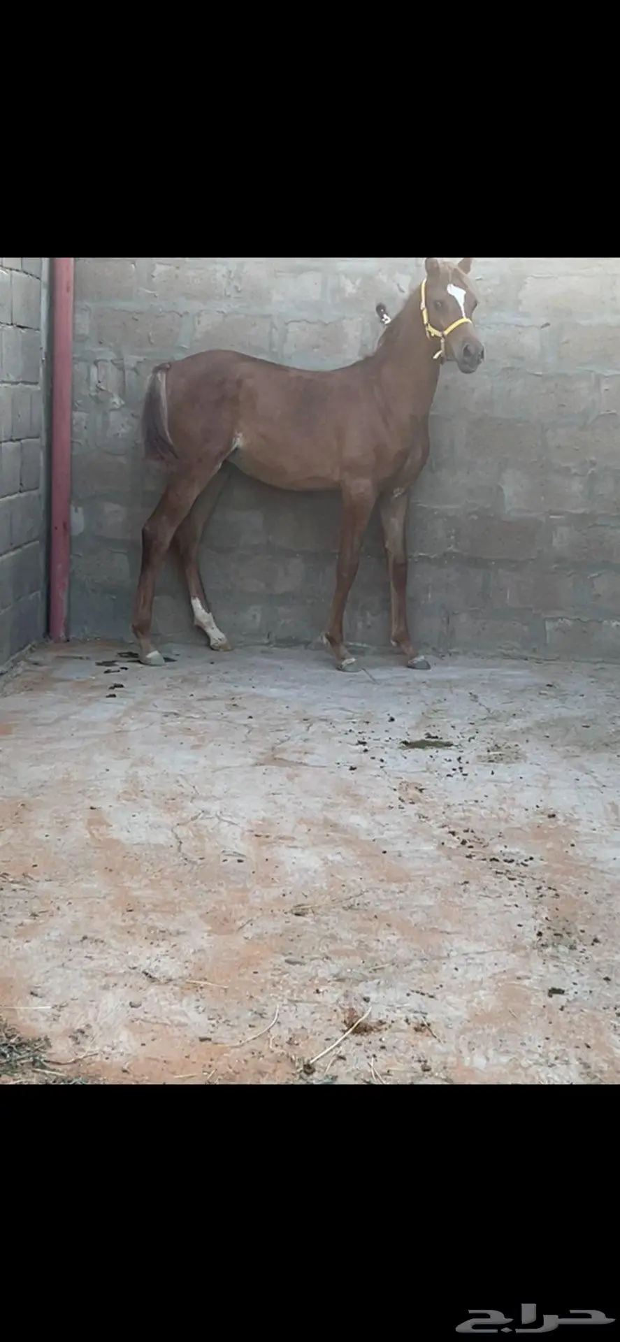 مهر واهو 0