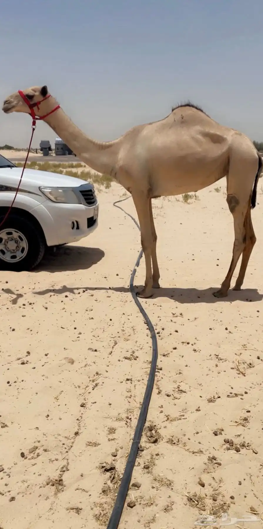 بكره لقيه طيبه ( هجن ) 0