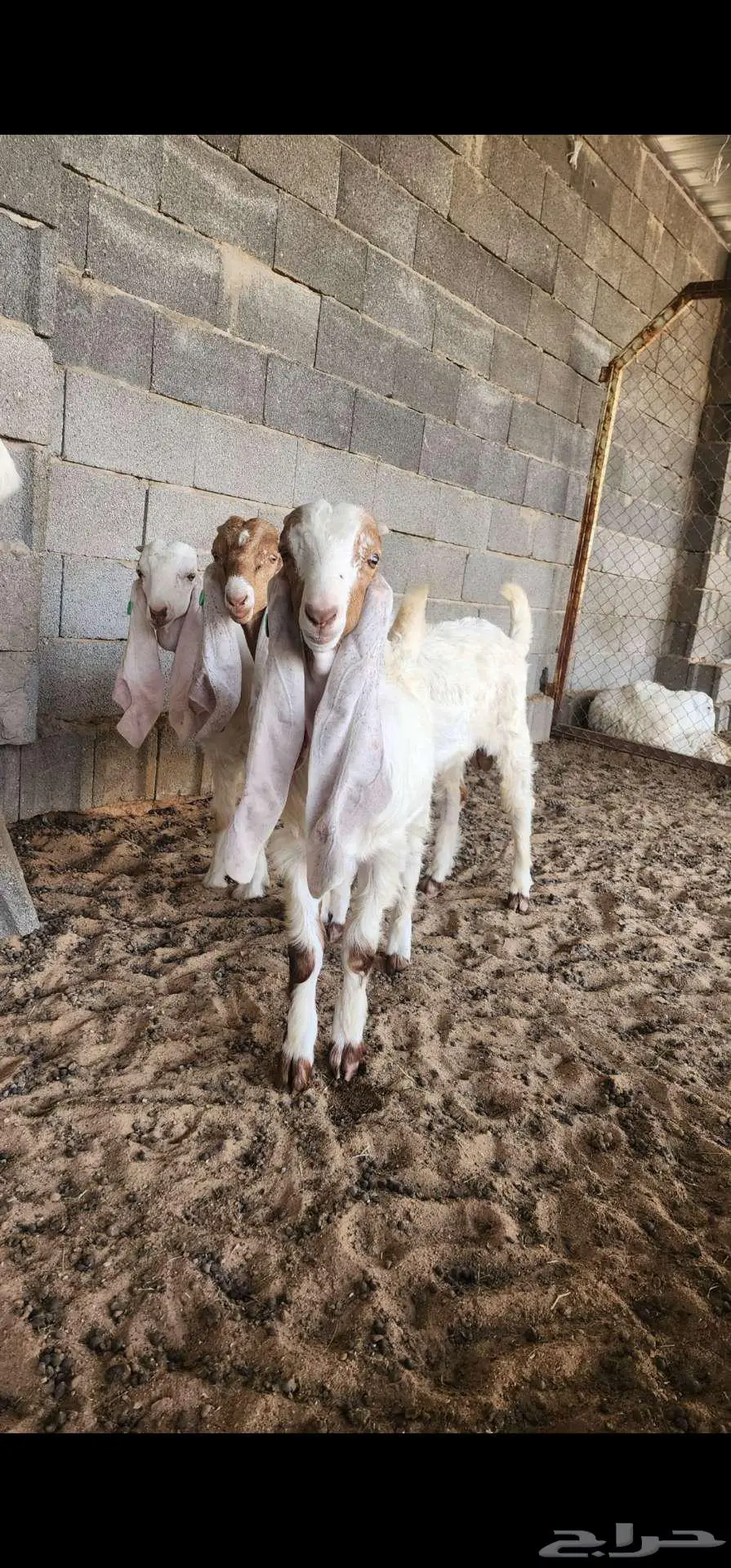 تيوس هجين هولندي مع عارضي 3