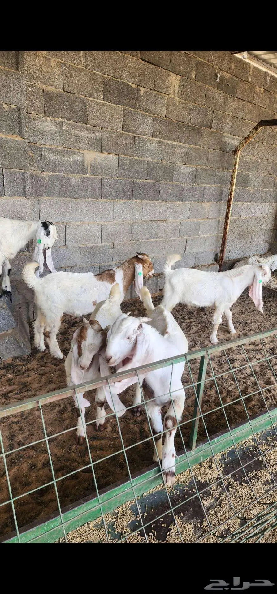 تيوس هجين هولندي مع عارضي 2