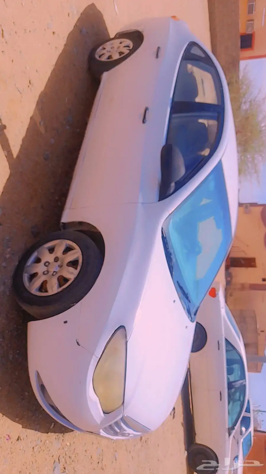 هونداء انتراء للبيع 0