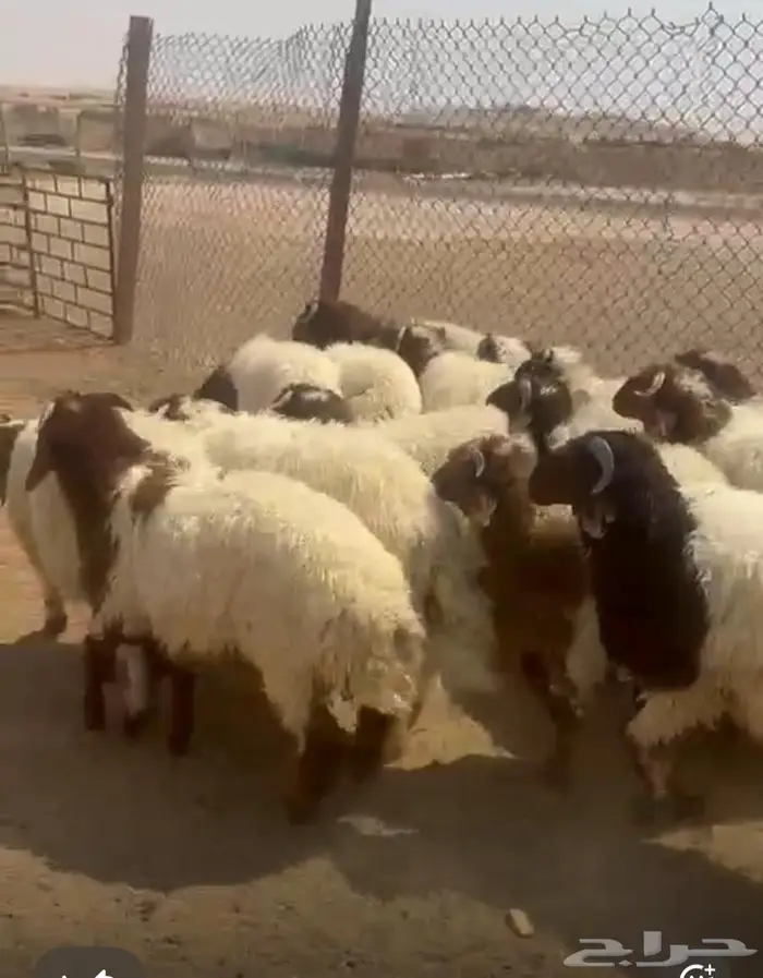 دبايح مع الصلخ والتوصيل 0