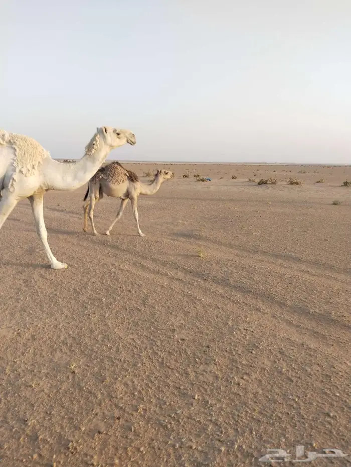 للبيع قعود طيب علي حليب أمه 2