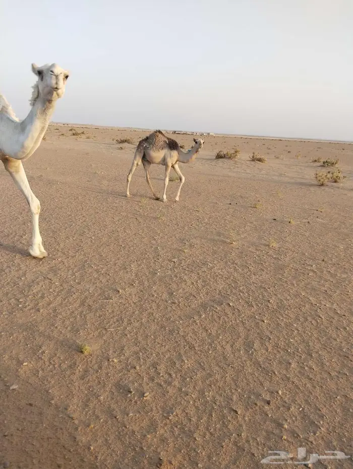للبيع قعود طيب علي حليب أمه 0