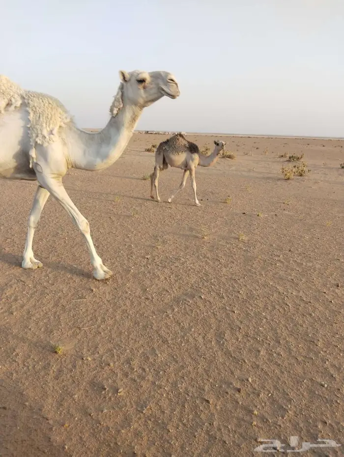 للبيع قعود طيب علي حليب أمه 1