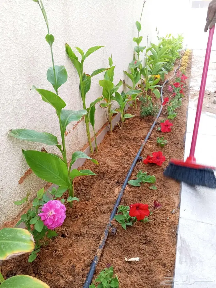تنسيق وزراعة الحدائق 16
