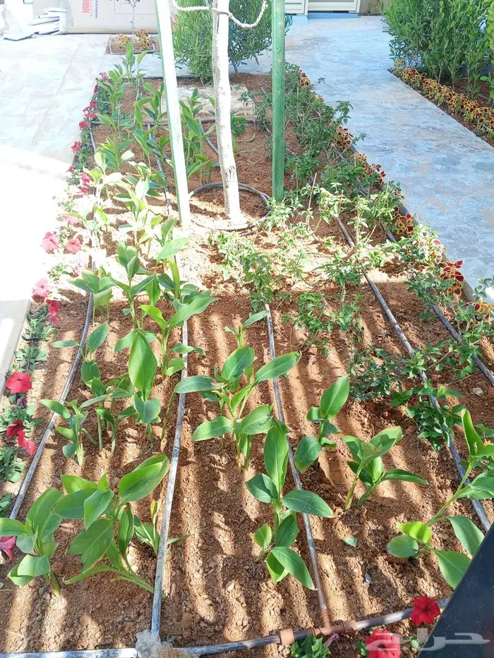 تنسيق وزراعة الحدائق 8