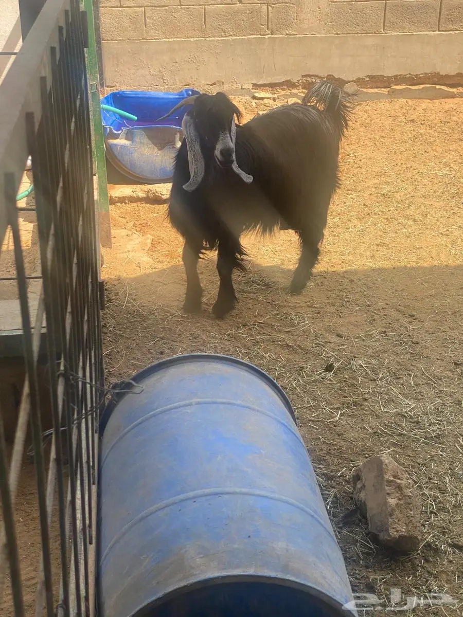 معزا مشاريك بفحلها 4