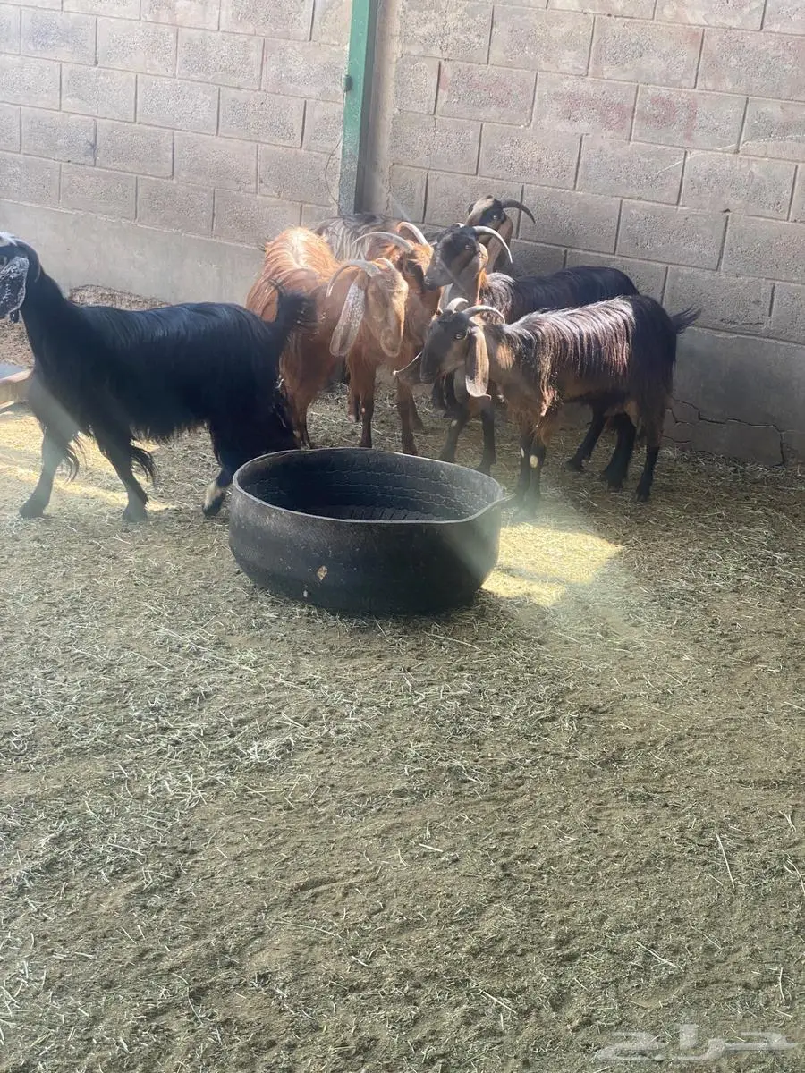 معزا مشاريك بفحلها 11