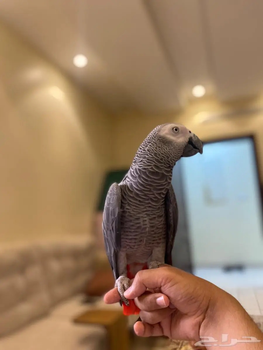 زوج كاسكو ذكر انثى محلل 4